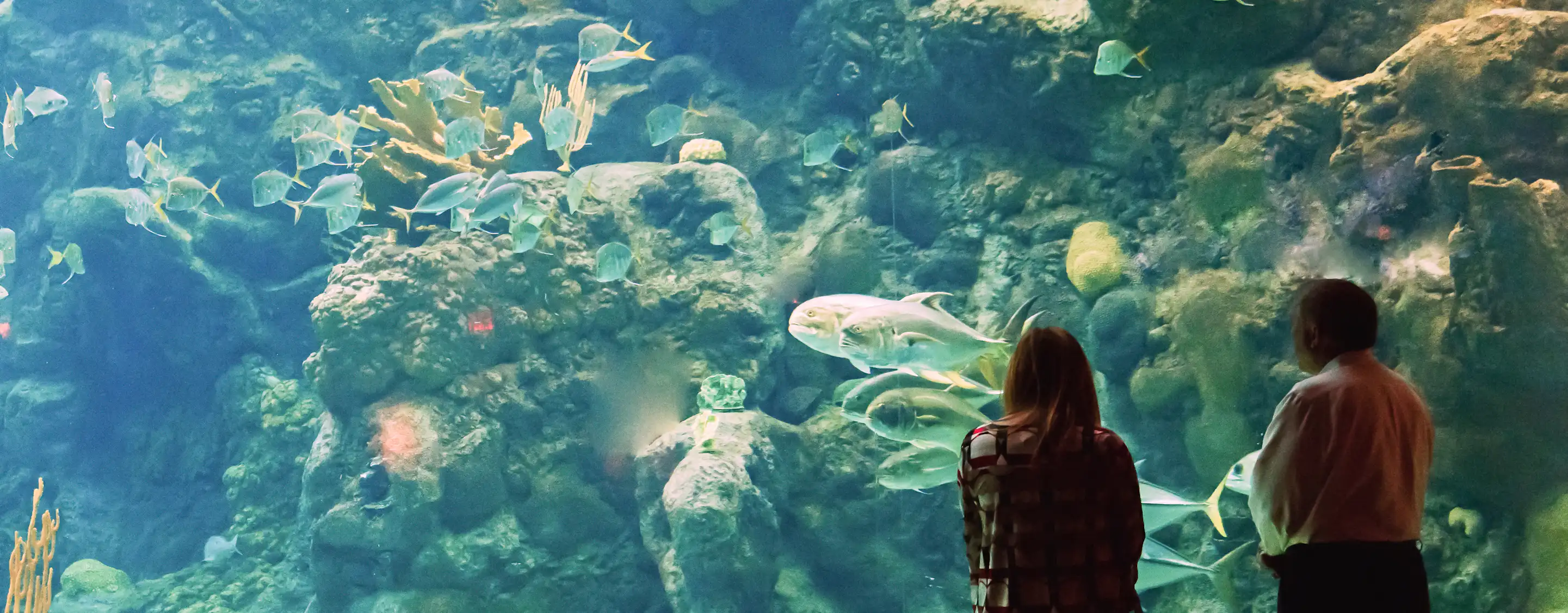 Das Florida Aquarium