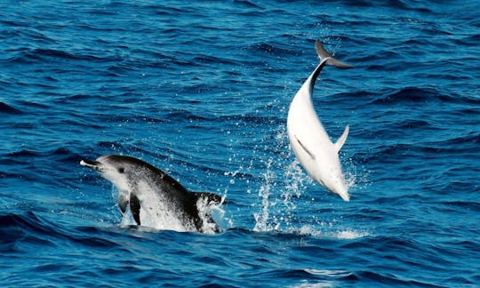 Delfin- och valsafari Corralejo