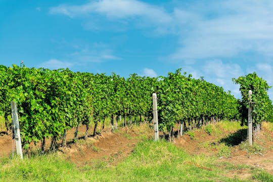Traditions and wine in rural Romania