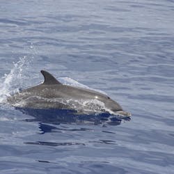Avistamiento de cetáceos en catamarán desde Funchal