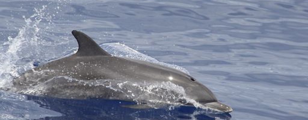 Cetaceans watching by catamaran from Funchal