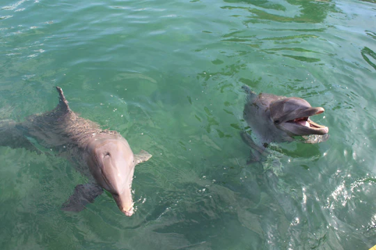 Dolphin encounter at Puerto Aventuras