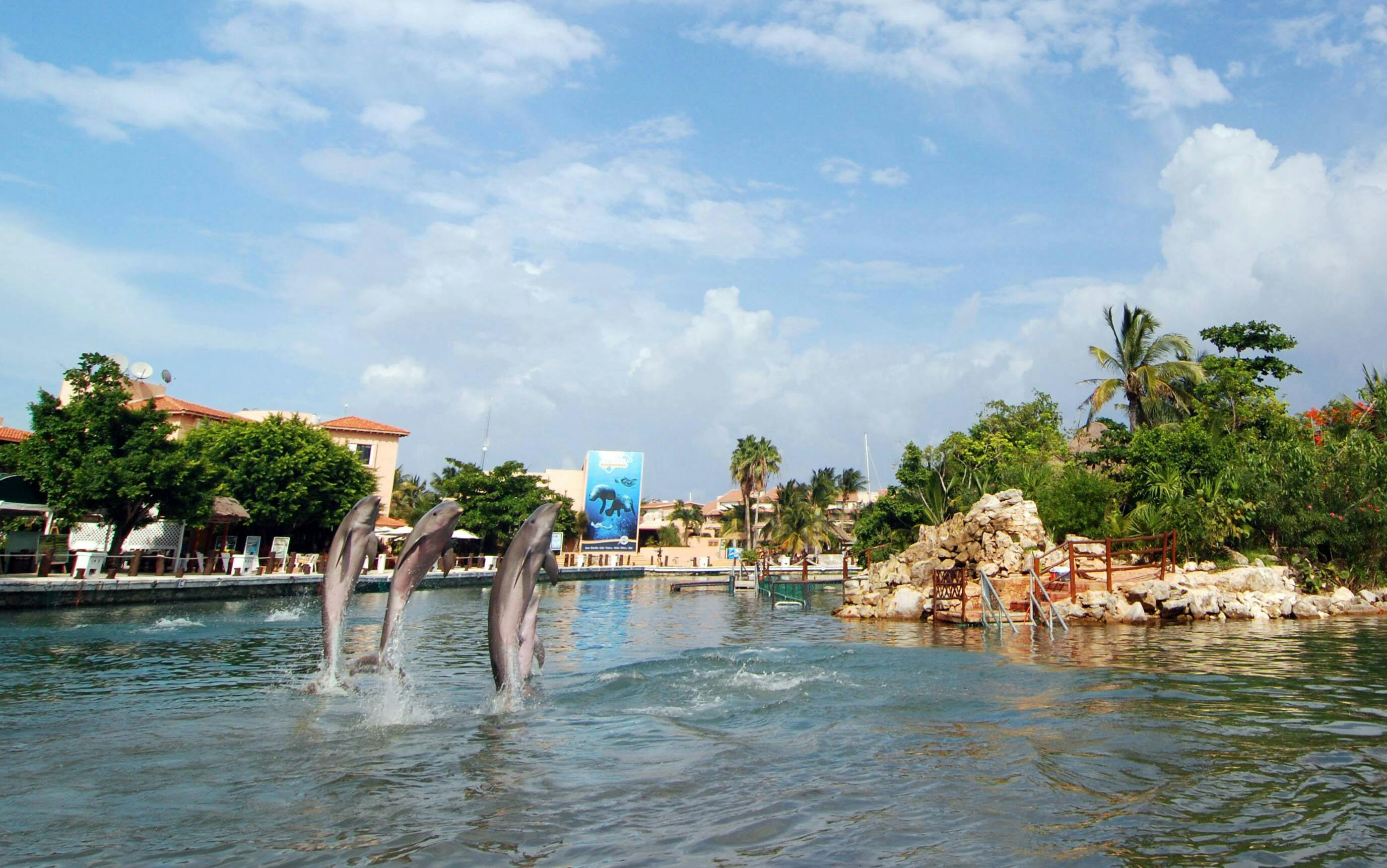 Puerto Aventuras Swim with Manatees Experience