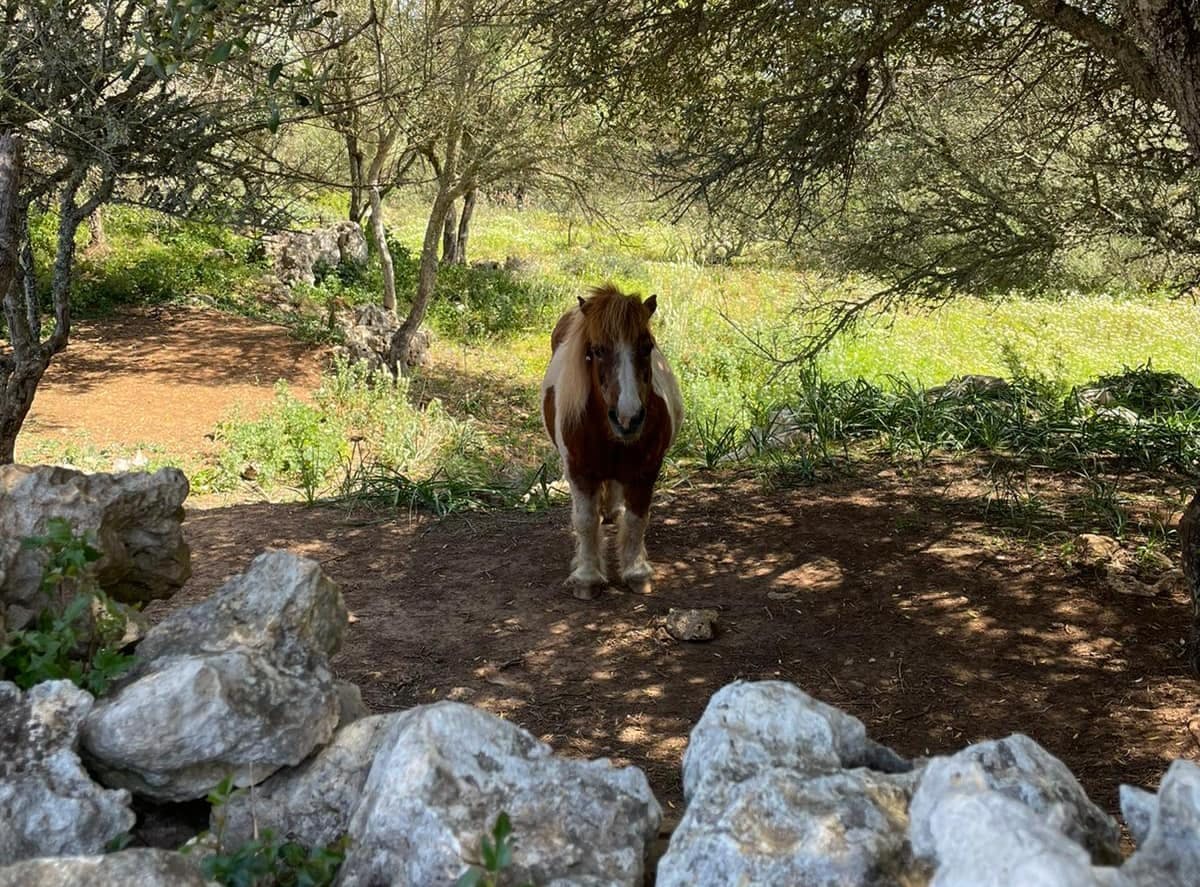 Son Bou Horse Riding Tour with Transfer