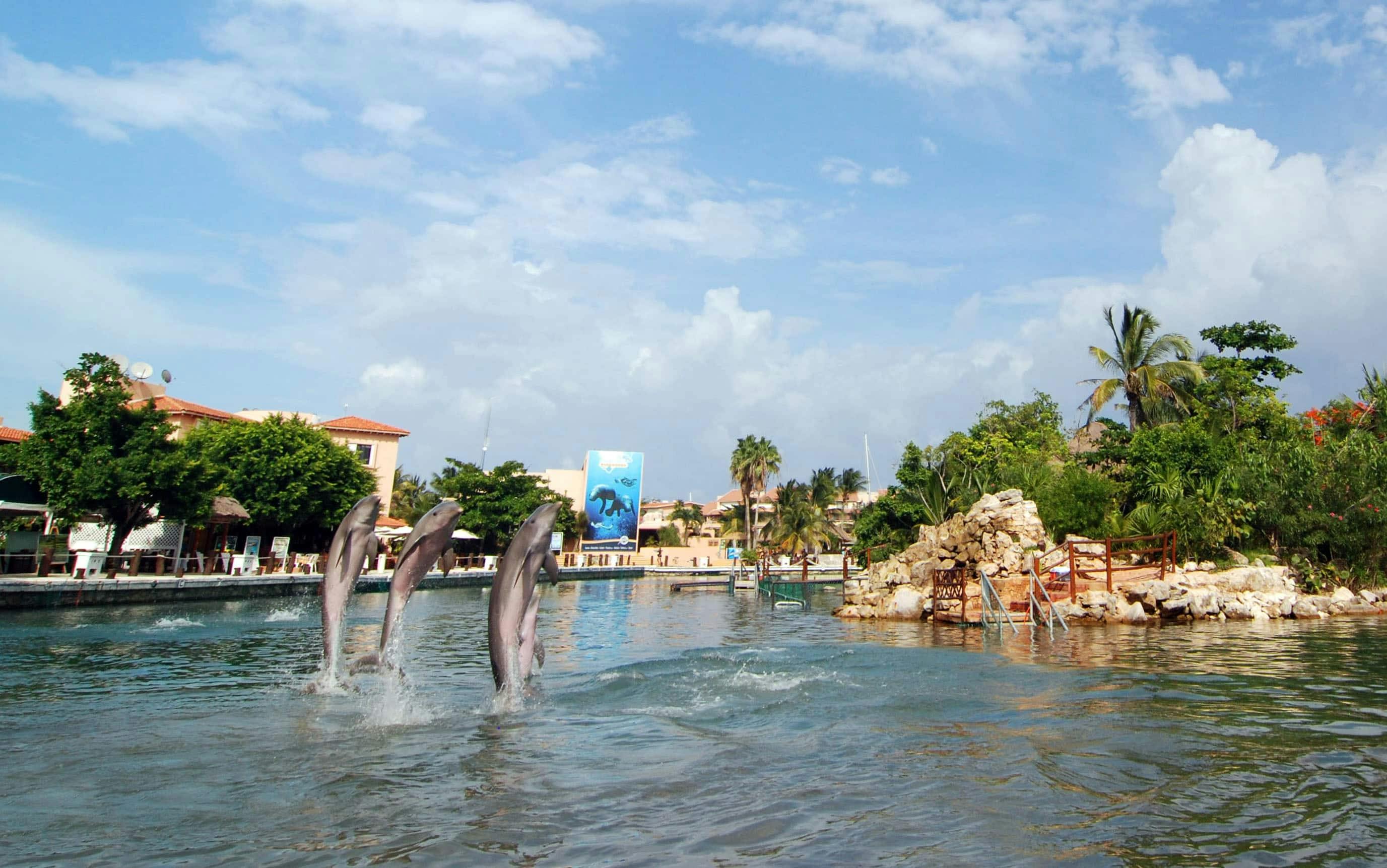 Dolphin Swim Encounter at Puerto Aventuras