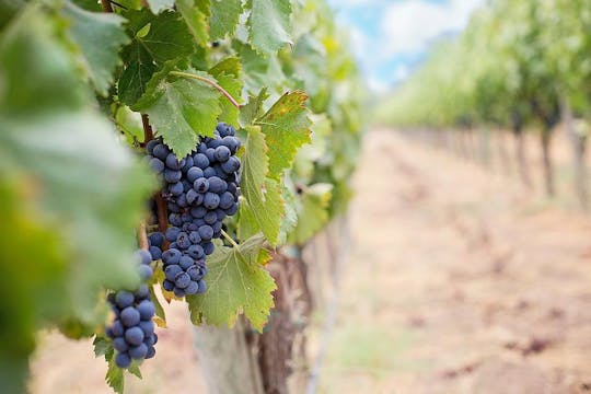 Winery en Pamukkale zonsondergang rondleiding met pick-up en diner