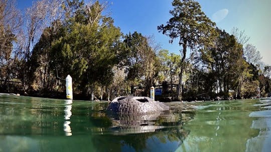 Aventura de manatíes en Florida