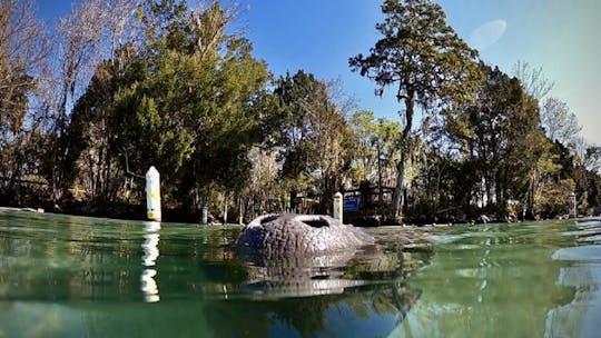 Florida manatee adventure