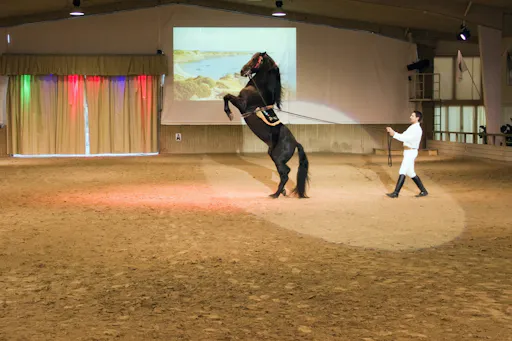 Somni Dancing Horses