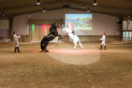 Somni Dancing Horses