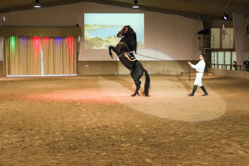 Somni Dancing Horses