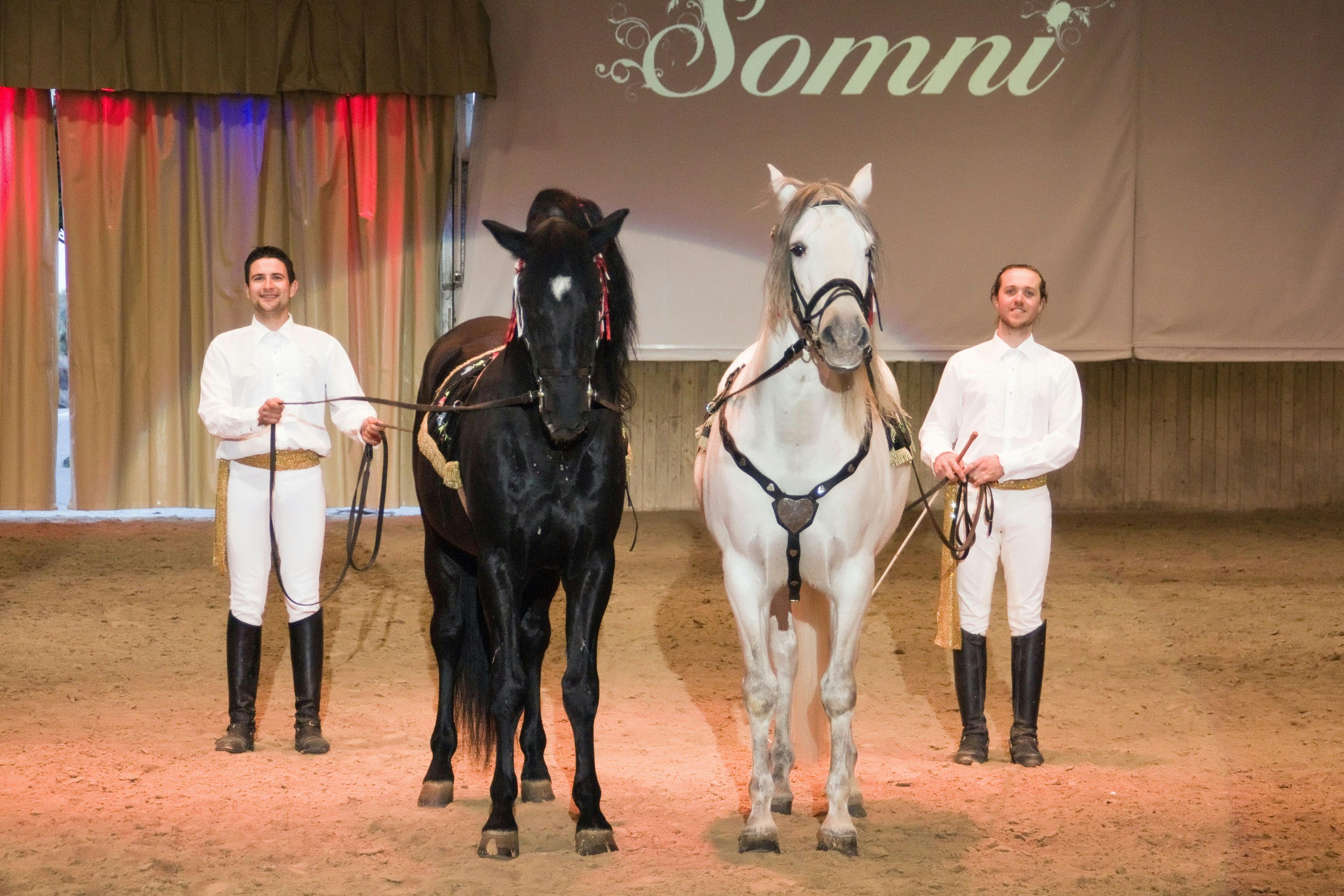 Somni Dancing Horses
