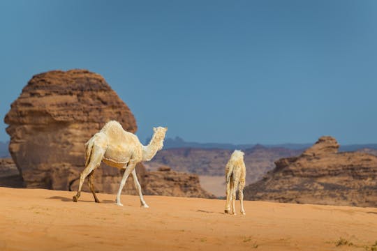Al Ula morning safari with light meal