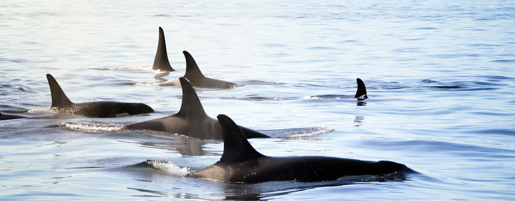 Whales of Iceland