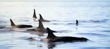 Whales of Iceland