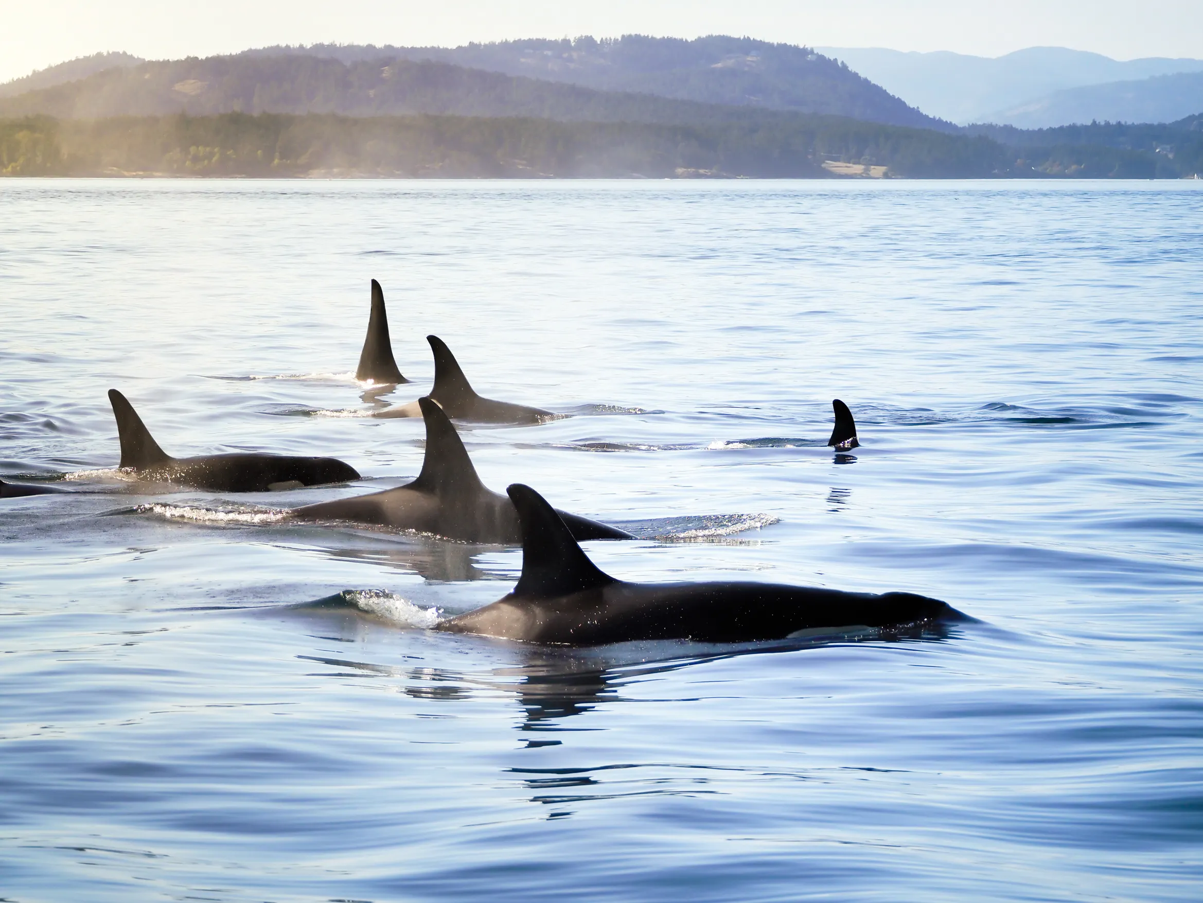 Whales of Iceland