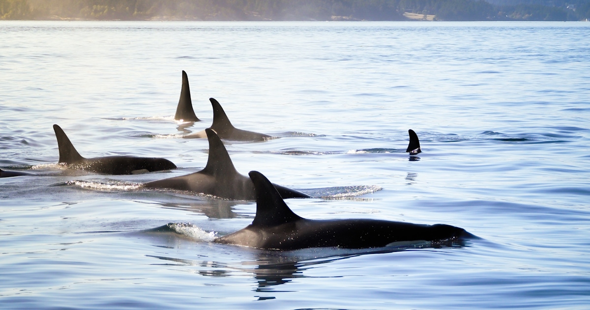 Whales of Iceland Tickets & Tours Whales of Iceland Tickets & Tours