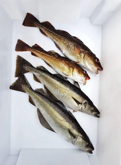 fareharbor-trondheimbyboat|361793-711111