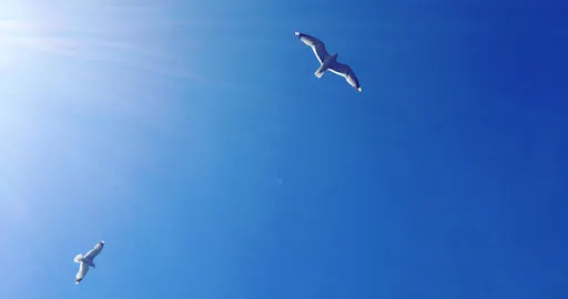 fareharbor-trondheimbyboat|361793-715720