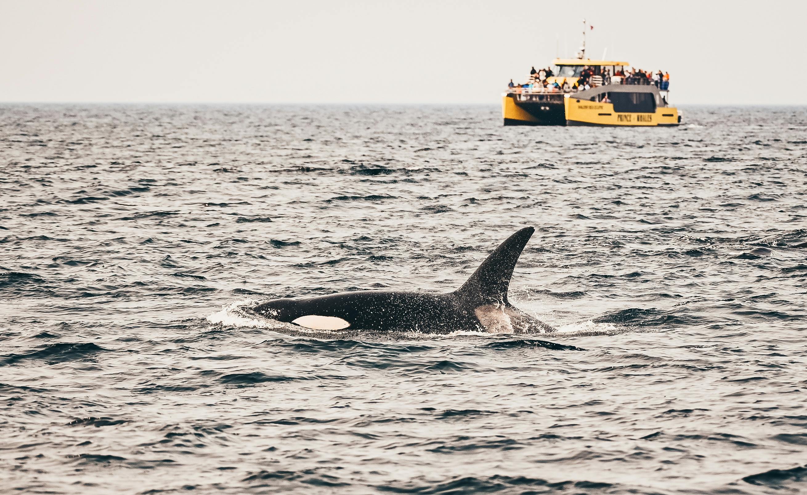 Half-day whale watching adventure from Victoria