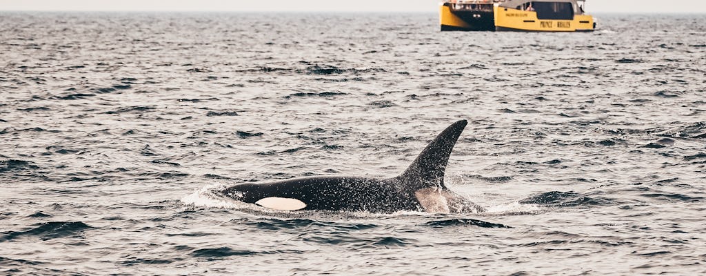 Aventura de observação de baleias de meio dia de Victoria