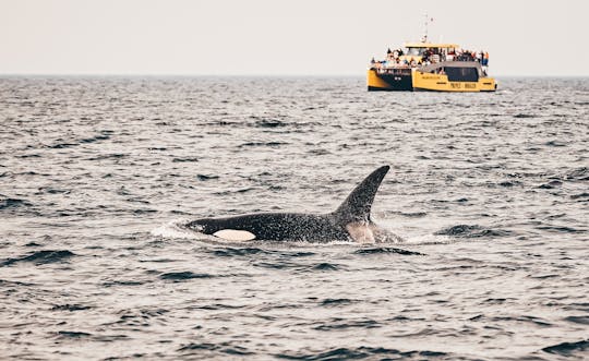 Aventura de avistamiento de ballenas de medio día desde Victoria