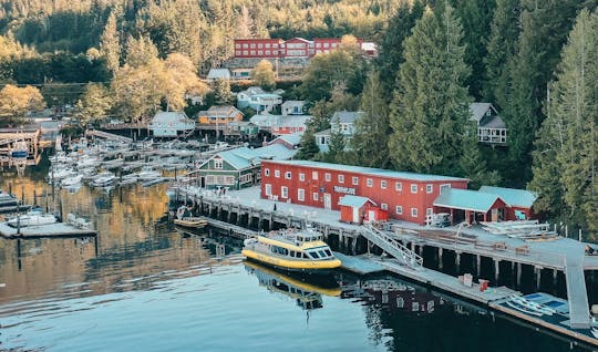 Premier half-day whale watching tour in Telegraph Cove