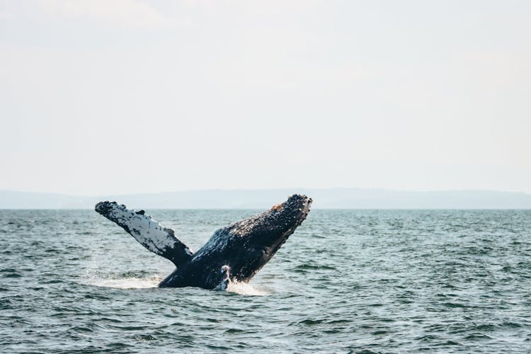 Zodiac Whale Watching Adventure From Victoria