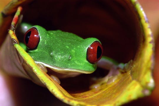 Tour notturno del Parco Nazionale Manuel Antonio con trasporto