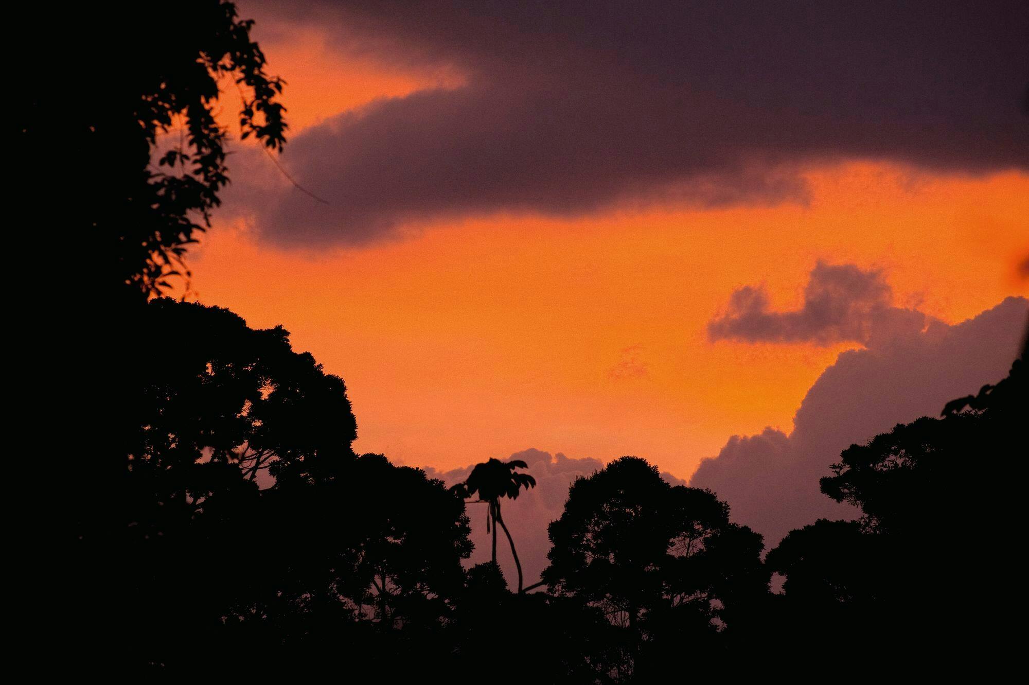 Manuel Antonio National Park Night Tour