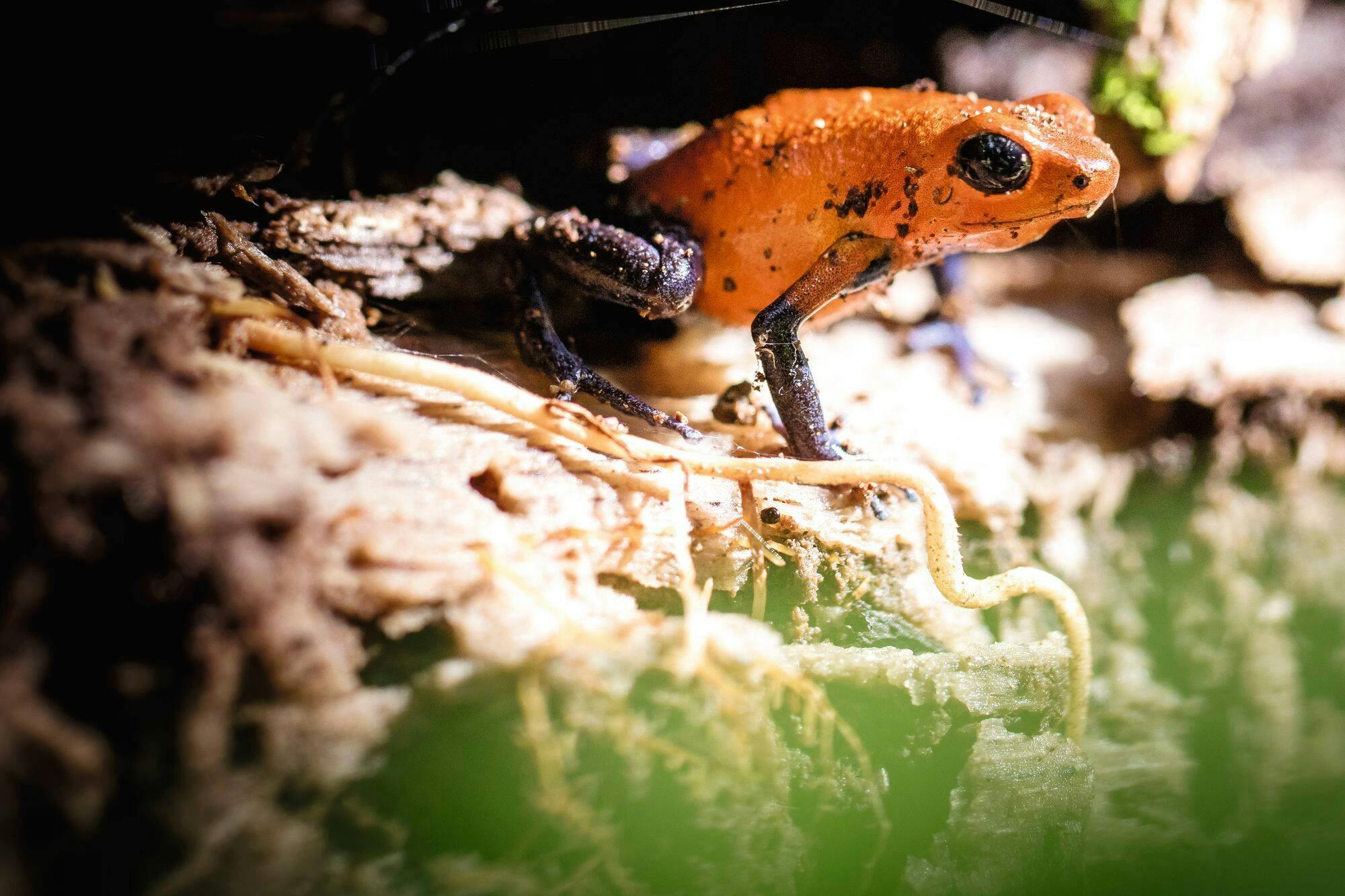 Manuel Antonio National Park Night Tour