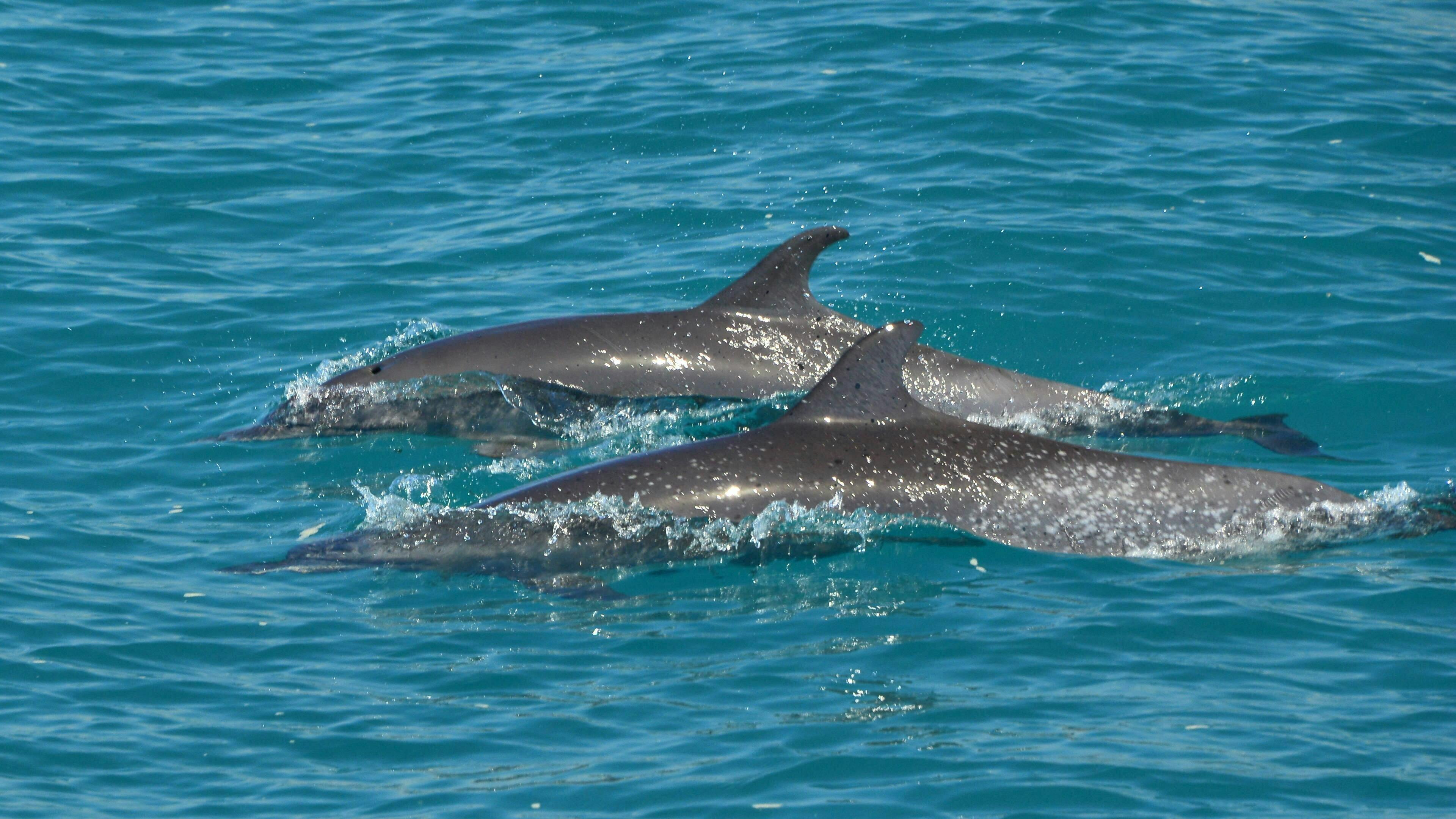 Biesanz Bay Catamaran Cruise