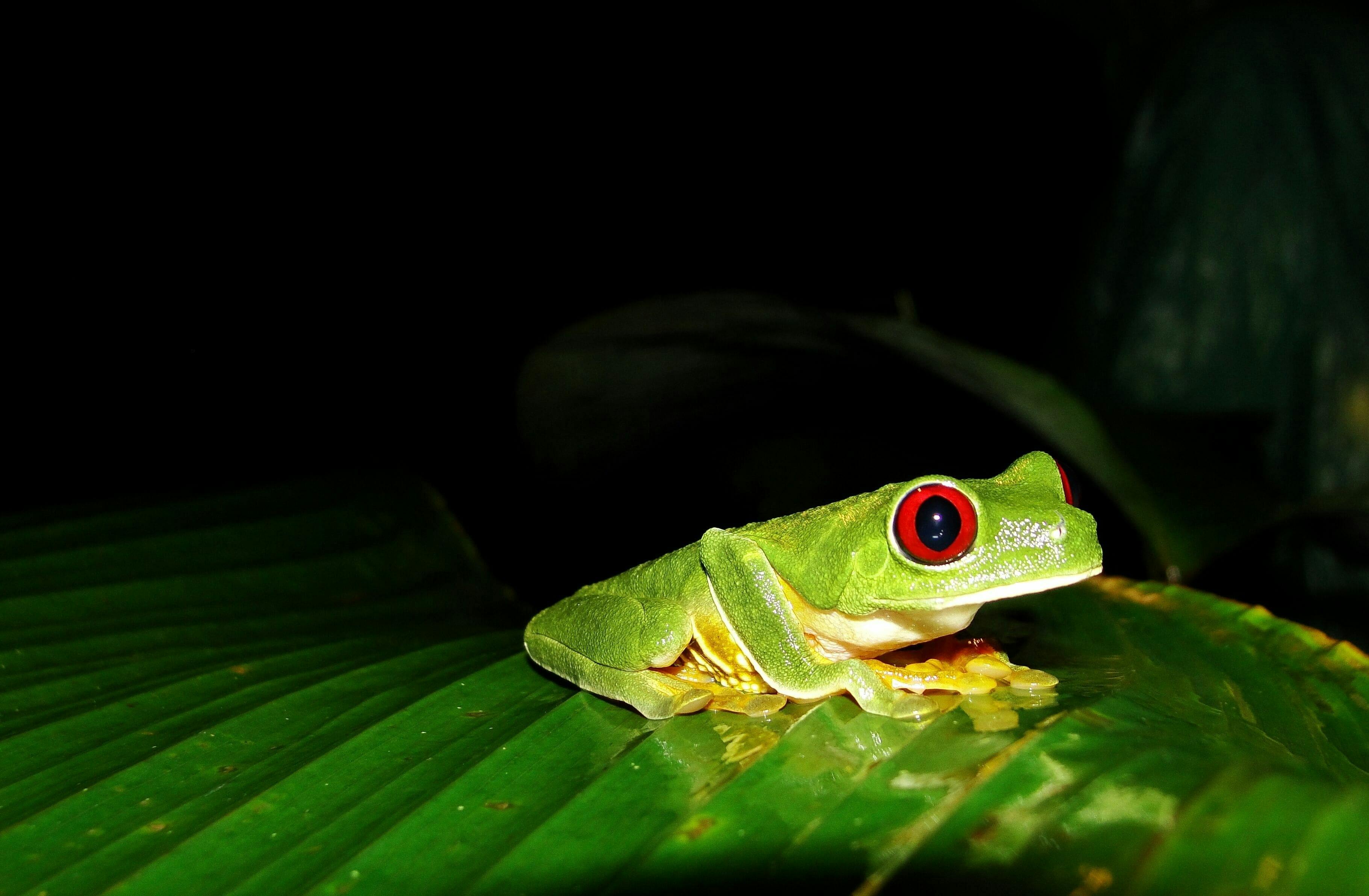 Manuel Antonio National Park Night Tour