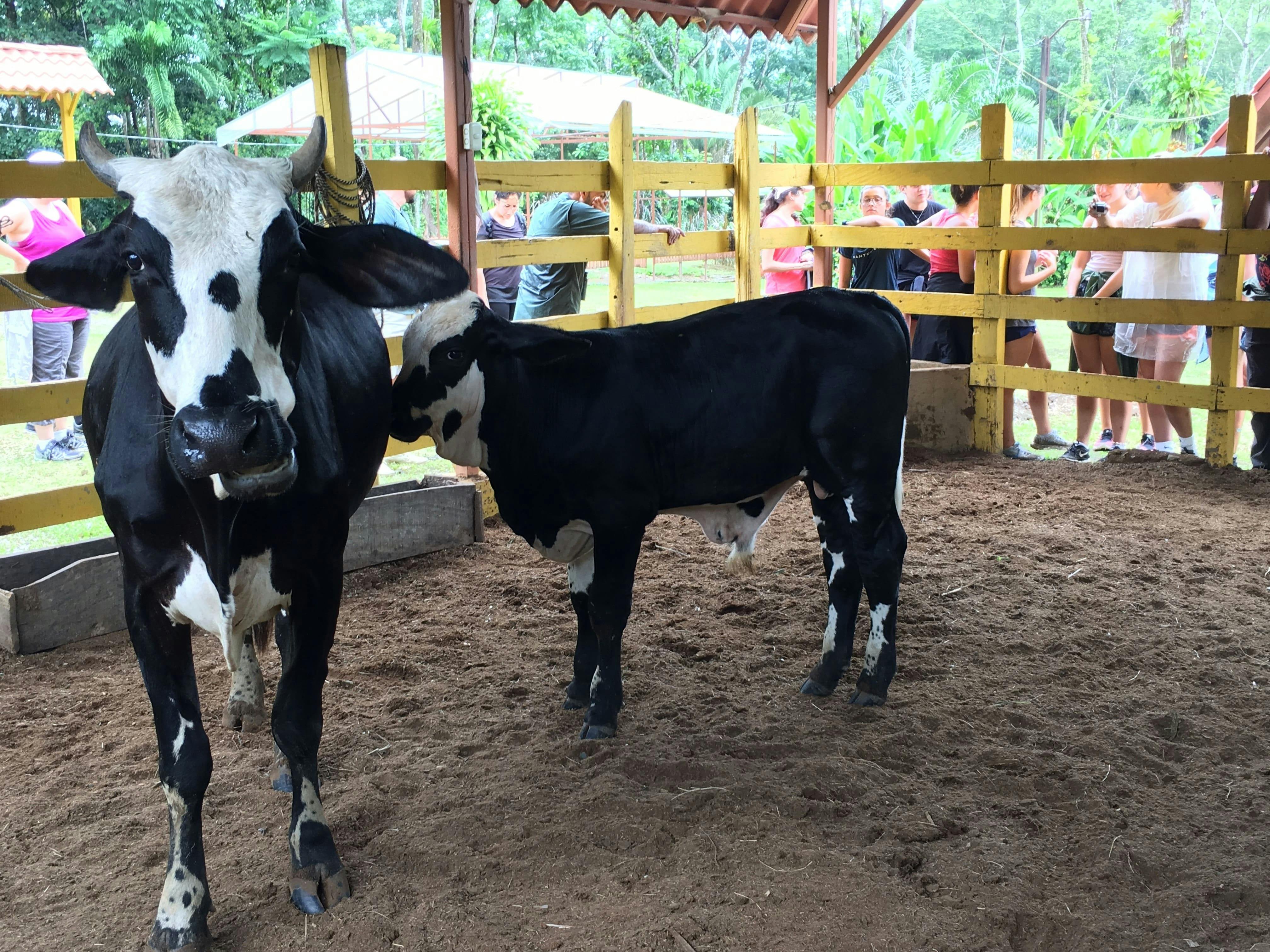 Quepos Farmers Market Tour & Cooking Class