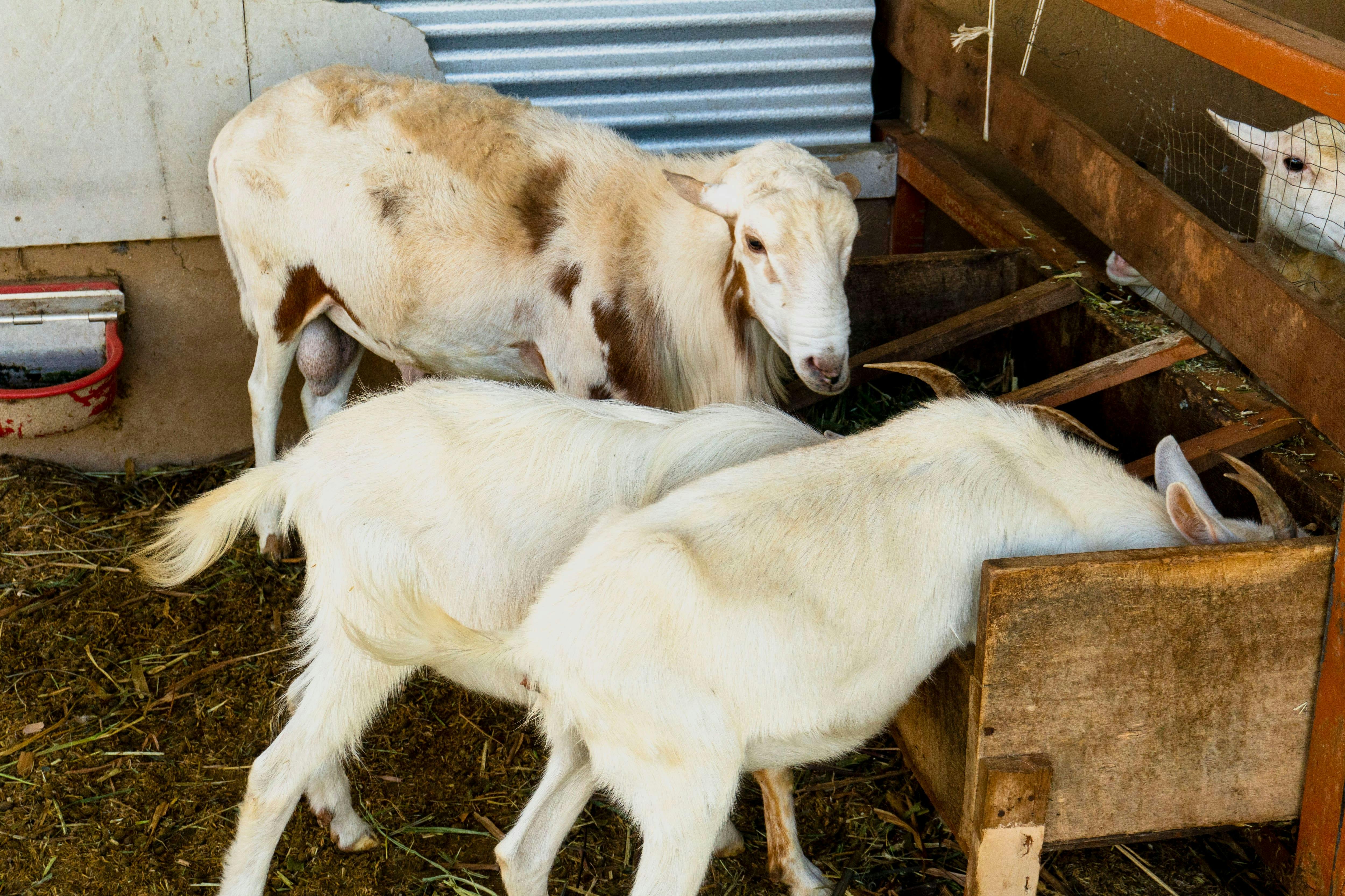 Quepos Farmers Market Tour & Cooking Class