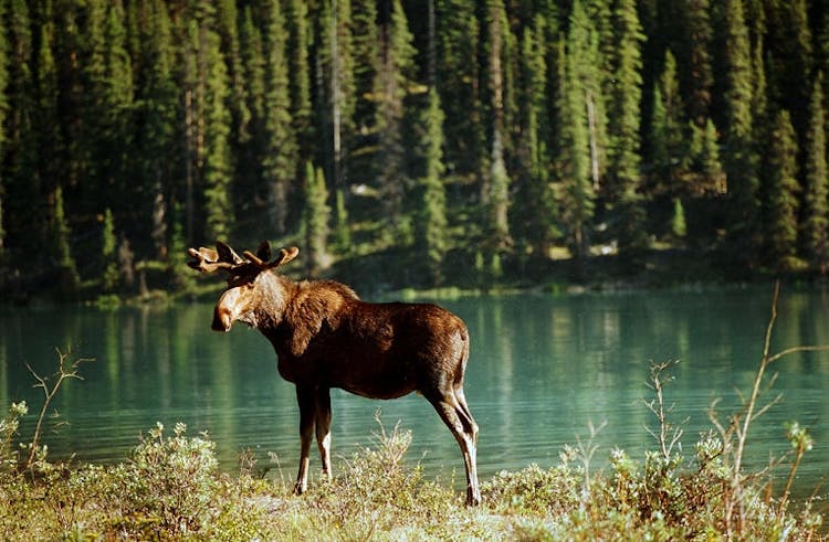 Maligne Valley wildlife and waterfalls tour with lakeside hike
