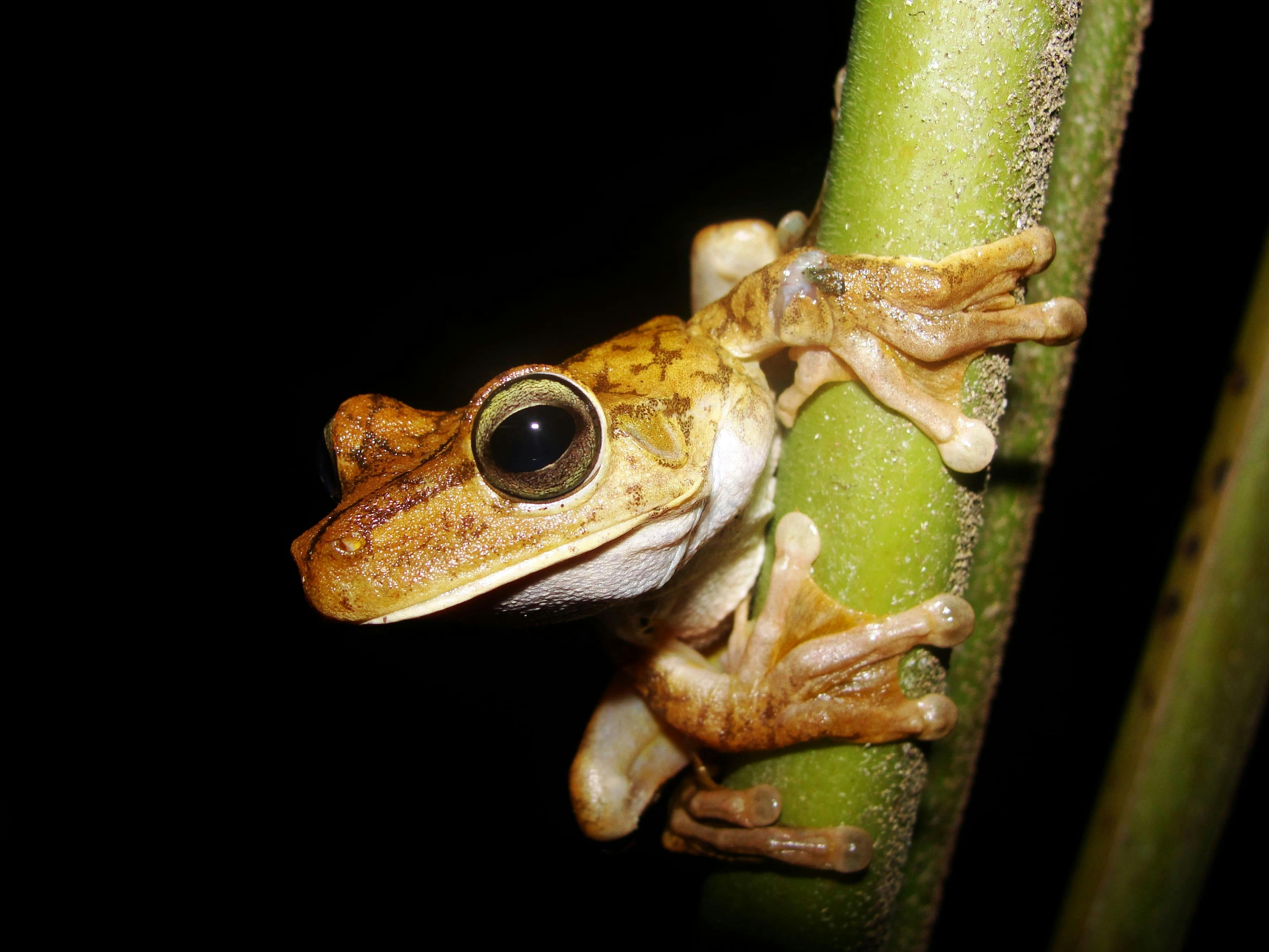 Manuel Antonio National Park Night Tour