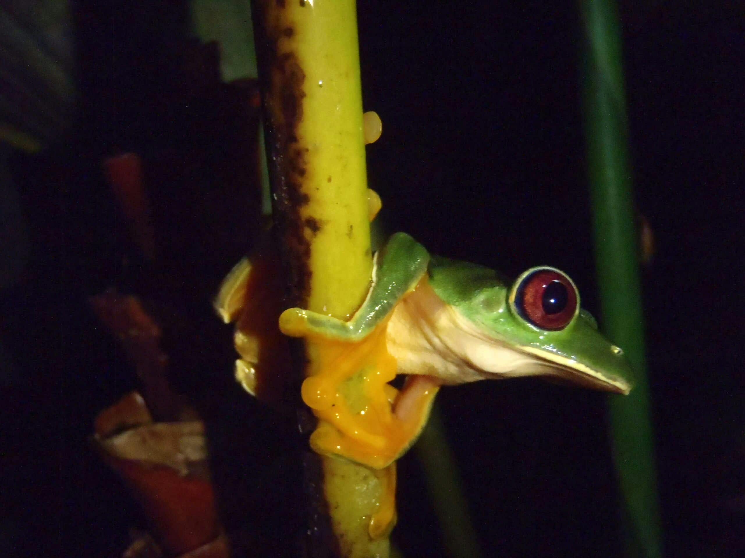 Manuel Antonio National Park Night Tour