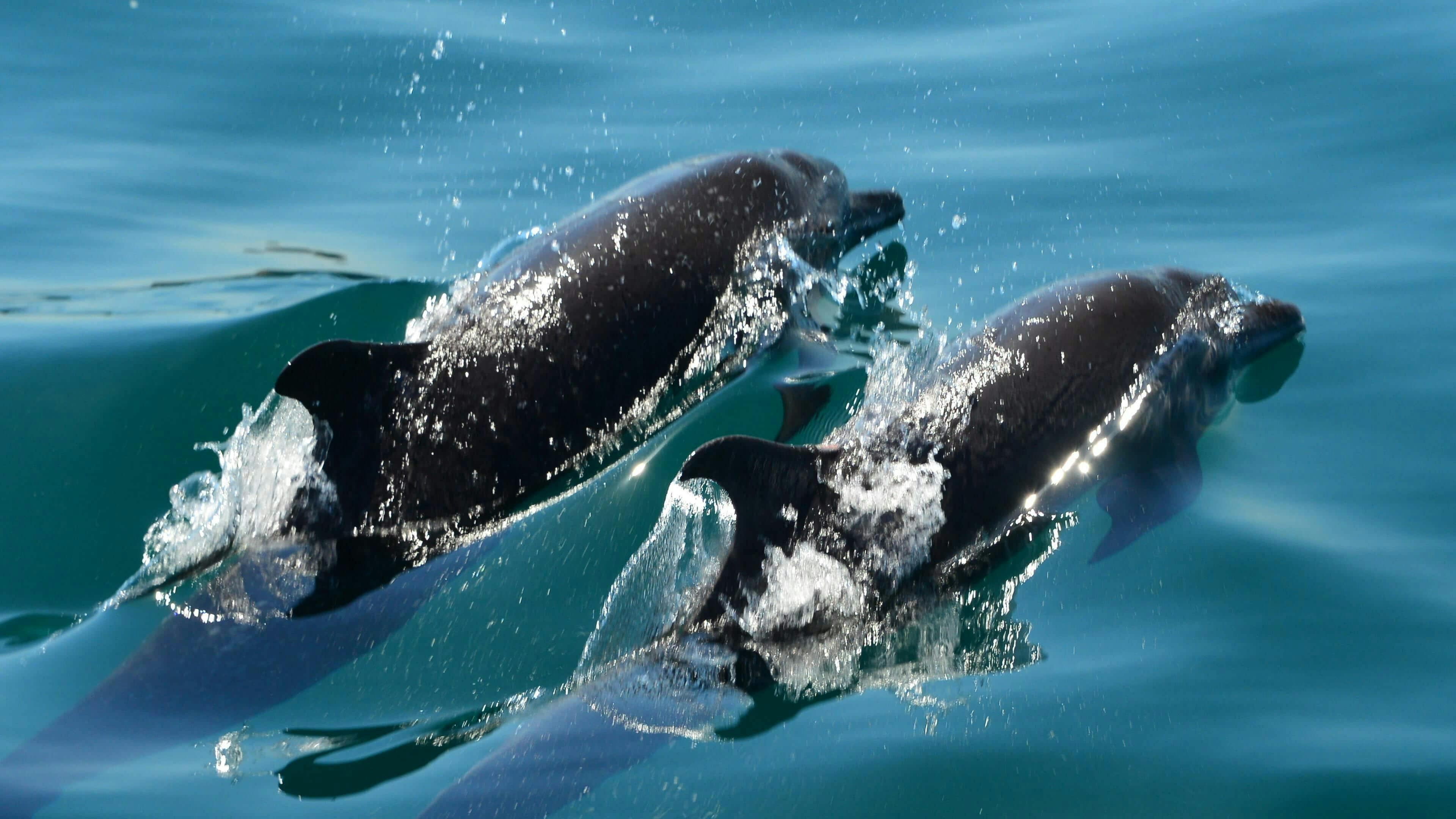 Biesanz Bay Catamaran Cruise