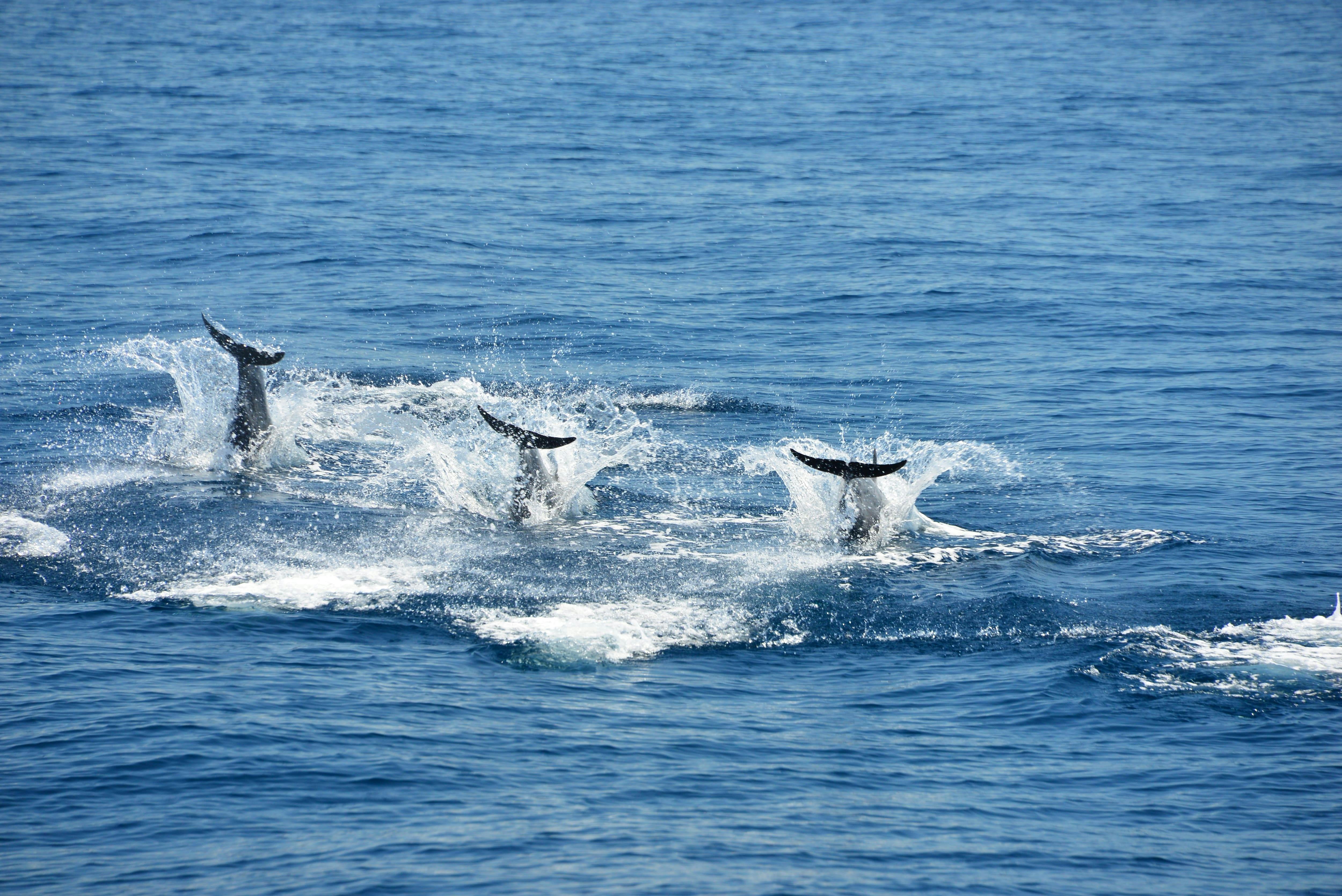 Biesanz Bay Catamaran Cruise