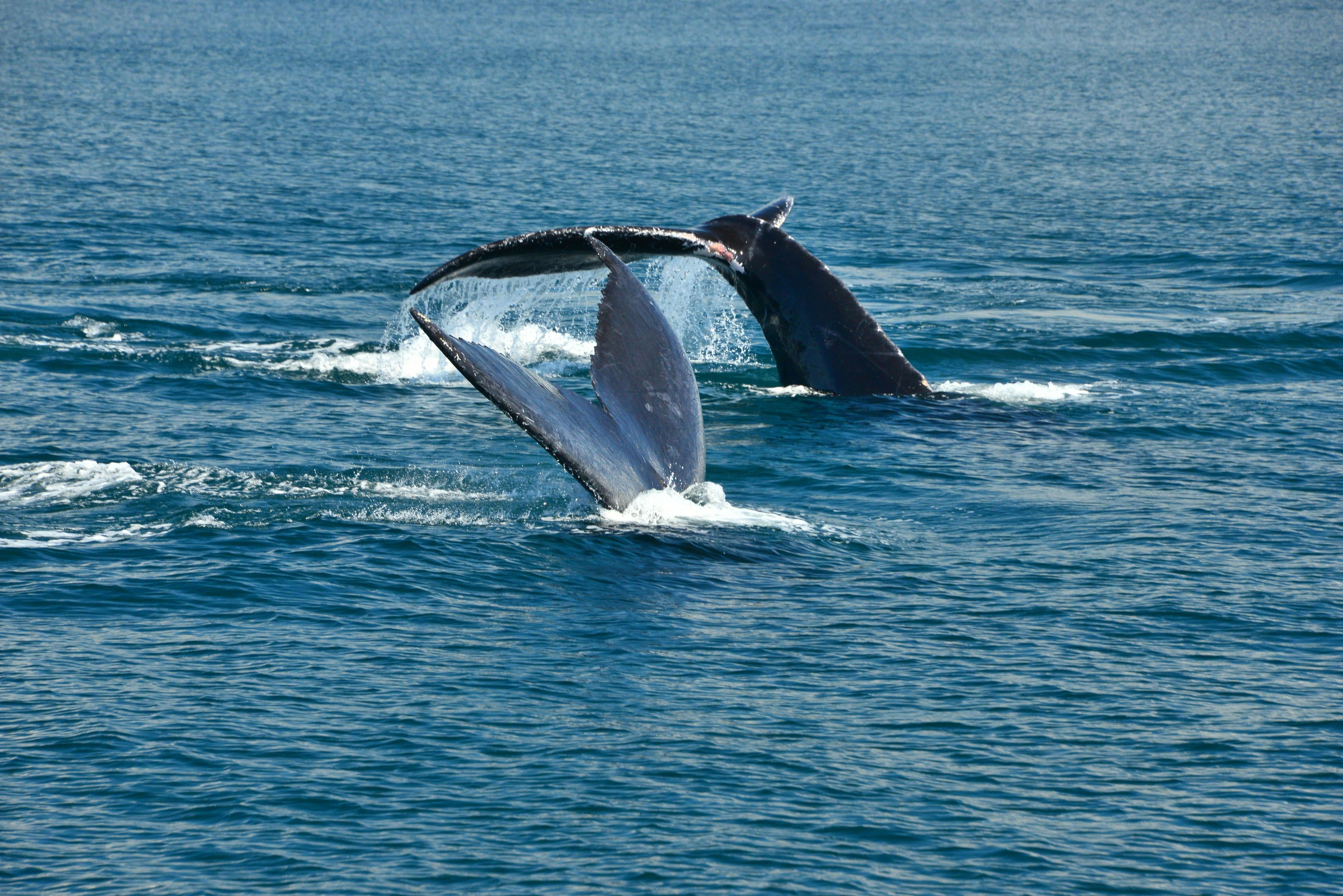 Biesanz Bay Catamaran Cruise