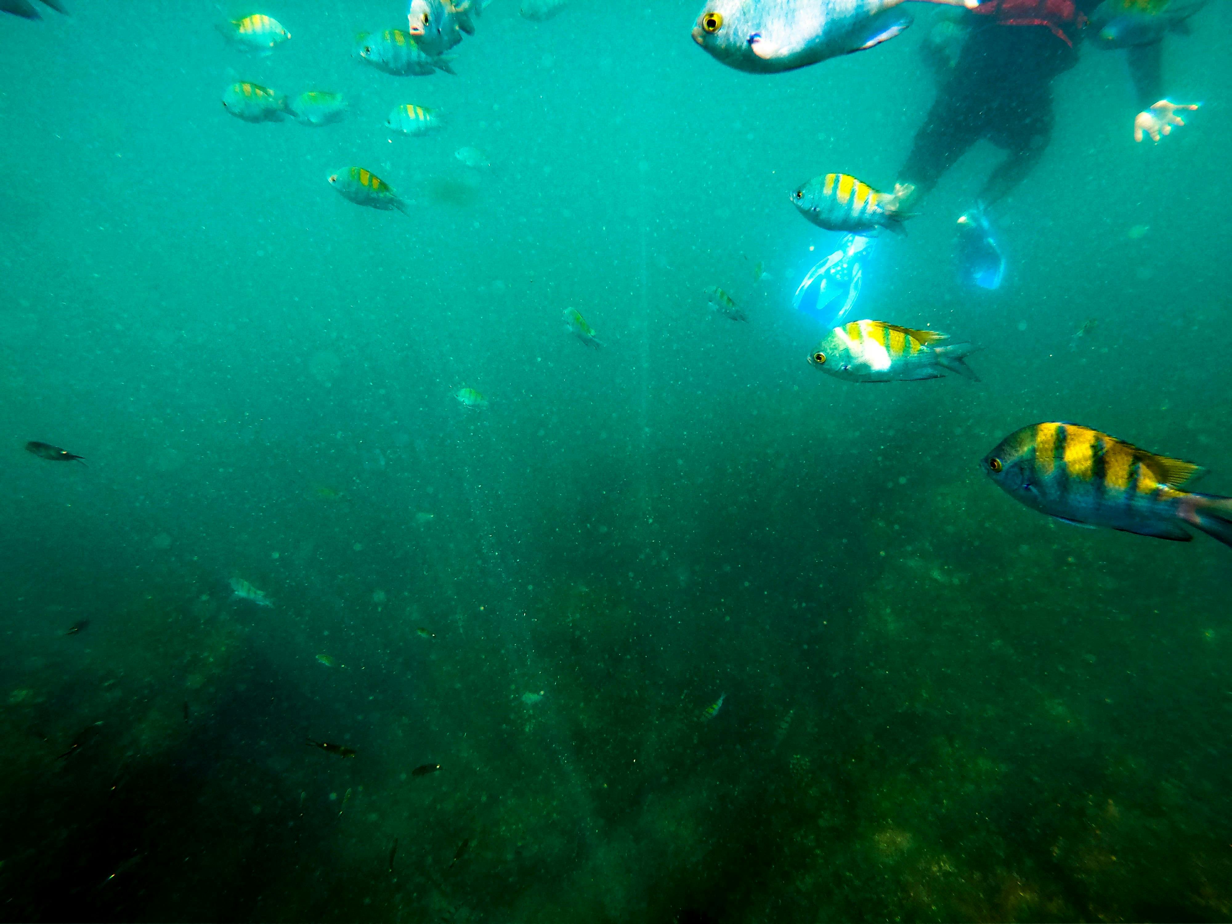 Biesanz Bay Kayak & Snorkel Tour