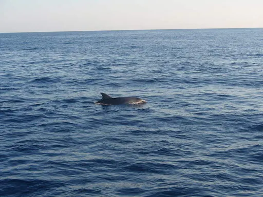 Majorca Dolphin Watching Cruise