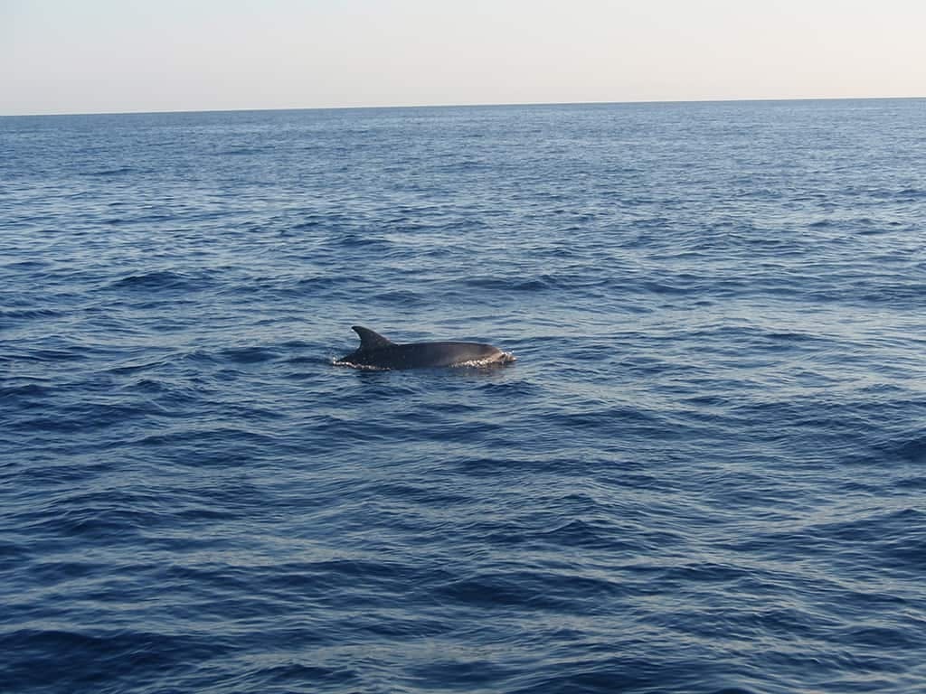 Majorca Dolphin Watching Cruise