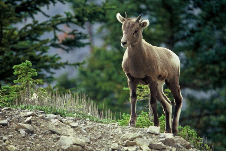 Wildlife search excursion in Jasper National Park
