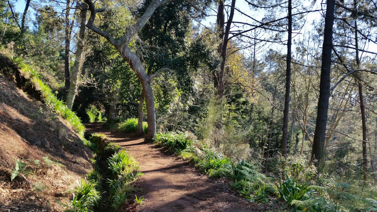 Paradise Valley hiking tour in Madeira