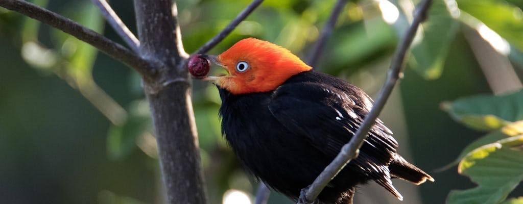 Bird watching Muyil guided excursion