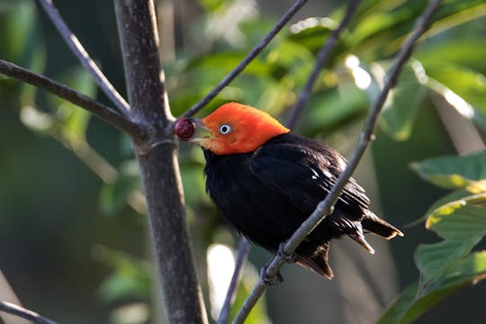 Bird watching Muyil guided excursion