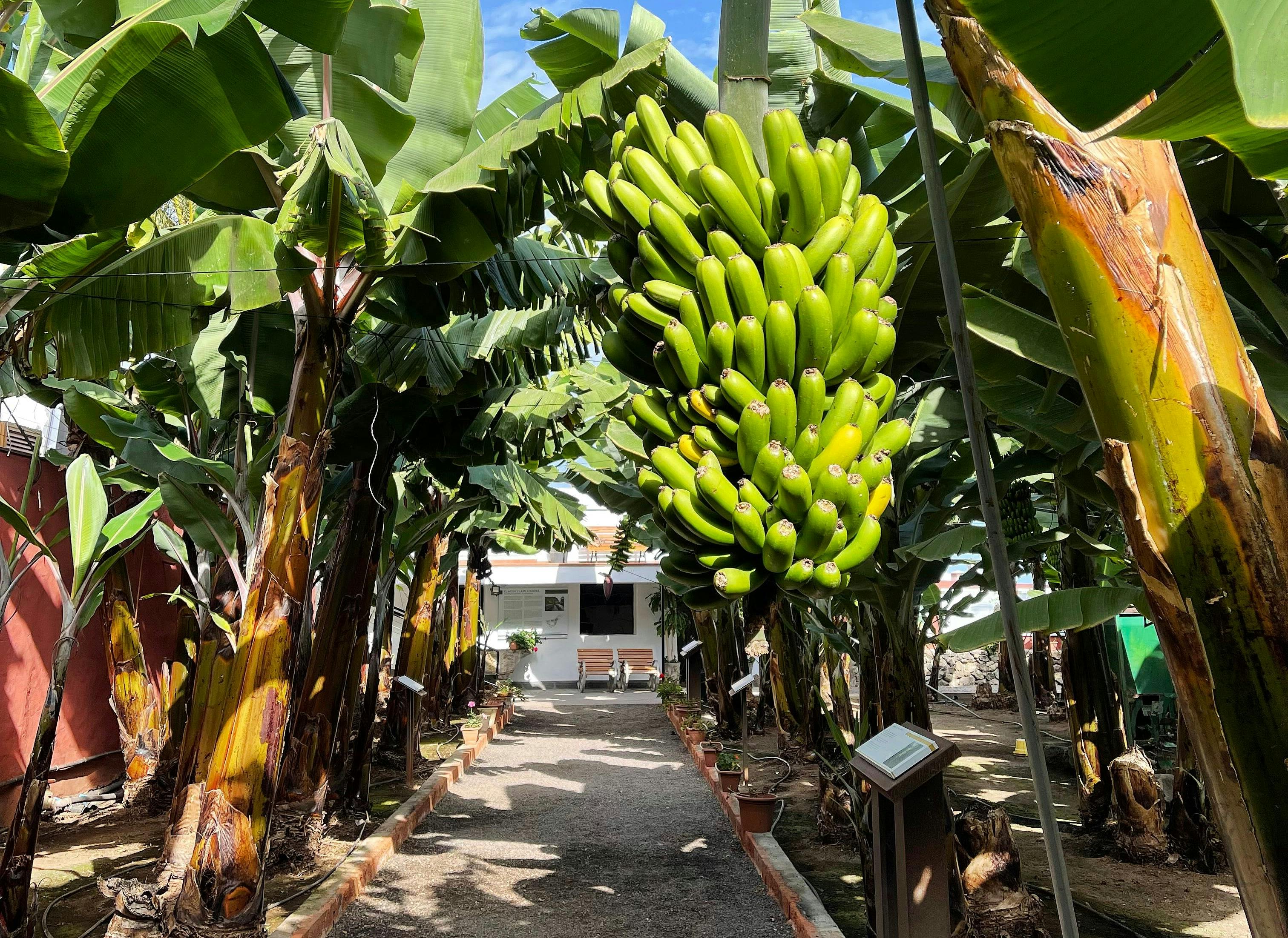 Casa del Platano Banana Experience