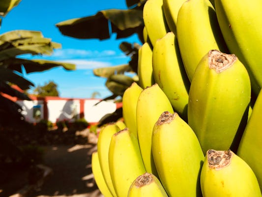 Doświadczenie z bananem w Casa del Platano